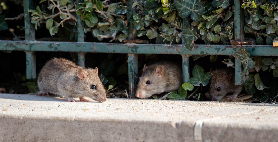 Comment se débarrasser des rats & souris ?conseils et astuces de lutte contre les nuisibles de Hoso-Hygiene