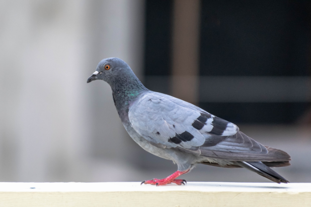 Comment se débarrasser des pigeons: conseils et astuces de lutte contre les nuisibles de Hoso-Hygiene