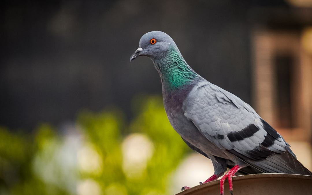 Comment se débarrasser des pigeons: conseils et astuces de lutte contre les nuisibles de Hoso-Hygiene